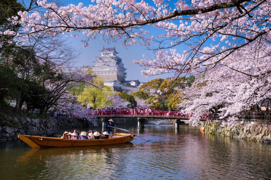 Enjoy Cherry Blossoms in Full Bloom in Kyoto, Japan