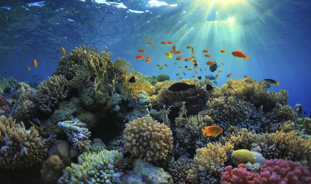 Discovering Bermuda's Underwater Wonders